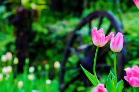 Tulips with nice background Stock Photos