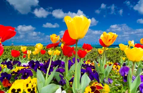 Tulips on the Ocean Stock Photos