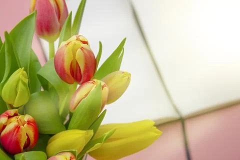 Tulips with an open notebook on a pink background. Festive flower arrangement. Fotos de archivo