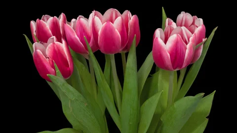 Tulips opening timelapse on black Stock Footage 300723548