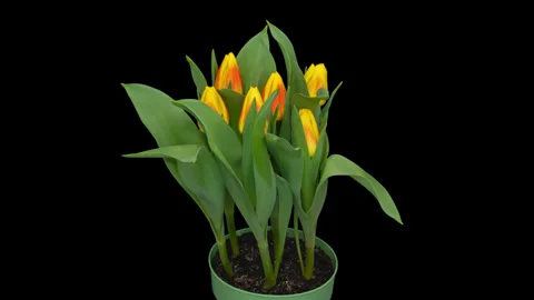Tulips opening timelapse on black Stock Footage 326110945
