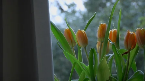 Tulips In The Opening Of A Window Stock Footage 108183724