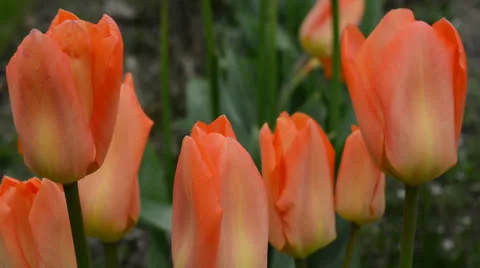 Tulips in orange Stock Footage 23322545