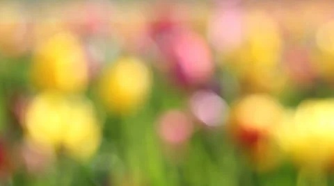 Tulips Out of Focus Bokeh Background in Woodburn OR on a Spring Day Closeup Stock Footage 37188441