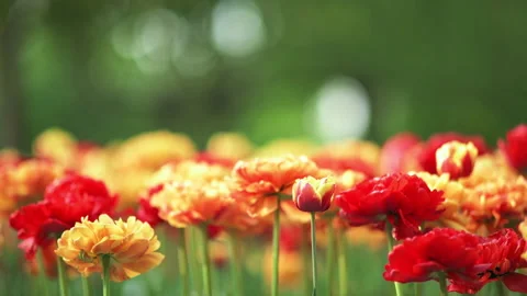Tulips outside in city park Stock Footage 200054313