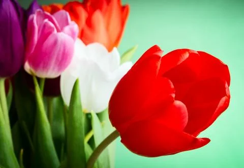 Tulips over green background Stock Photos