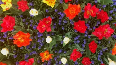 Tulips overview pan Stock Footage 106485972