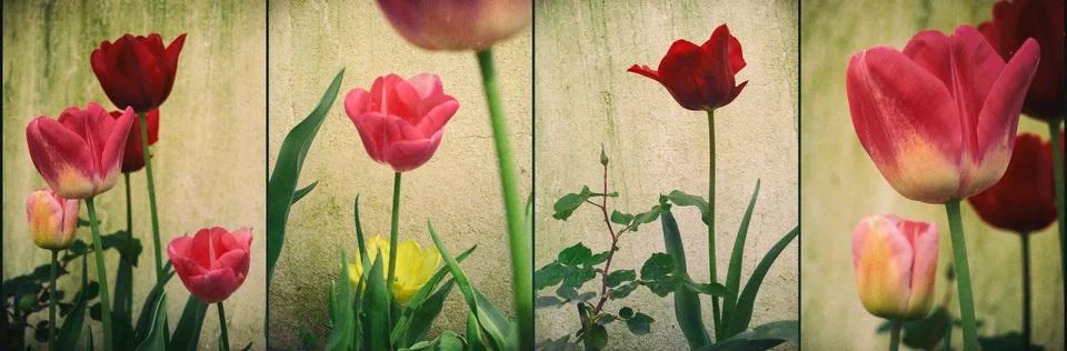 Tulips Panel Stock Photos