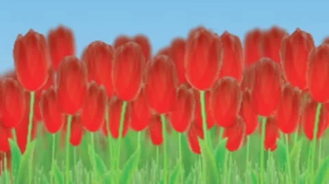 Tulips panorama  After Effects	Stock