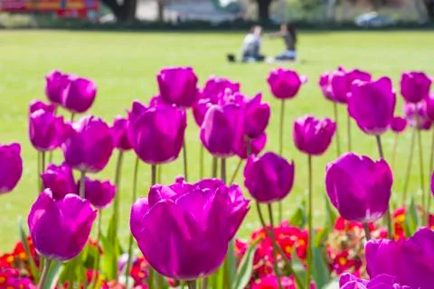 Tulips in the park background Stock Photos