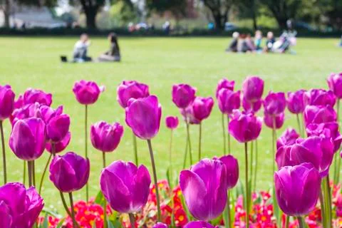 Tulips in the park background Stock Photos
