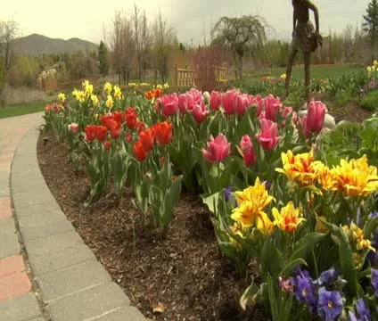 Tulips in park Stock Footage 21621518