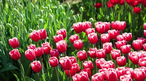 Tulips in a Park Vídeo Stock 50151922
