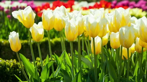 Tulips in a Park Vídeo Stock 50151981