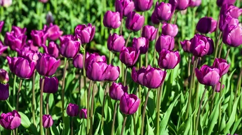 Tulips in a Park 動画素材 50200939