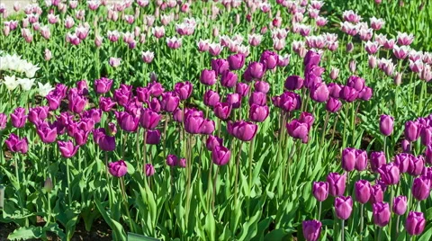Tulips in a Park Vídeo Stock 50201013