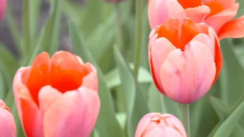 Tulips in the park Stock Footage 119588460