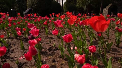 Tulips in the park Stock Footage 237801073