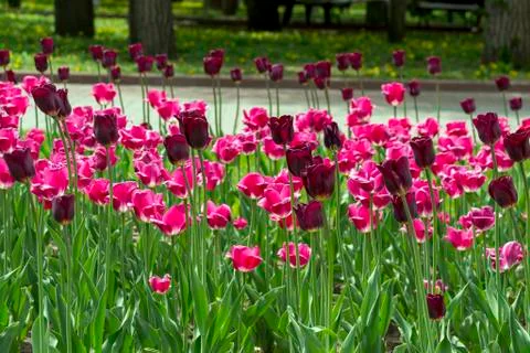 Tulips in the park Foto stock