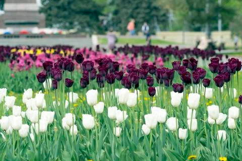 Tulips in the park Stock Photos