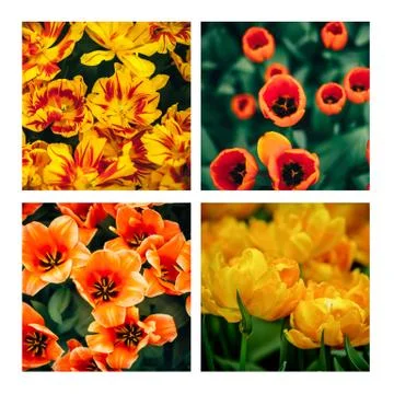 Tulips in park Stock Photos