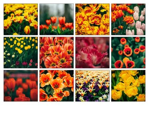 Tulips in park Stock Photos