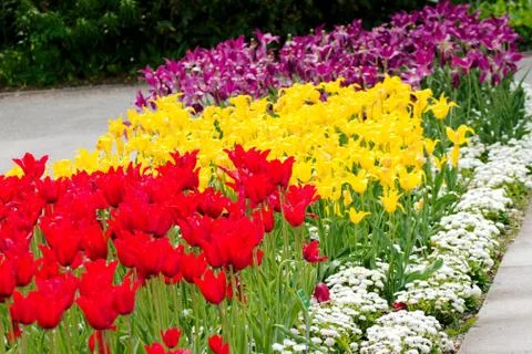 Tulips in a park Stock Photos