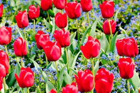 Tulips in a park Stock Photos