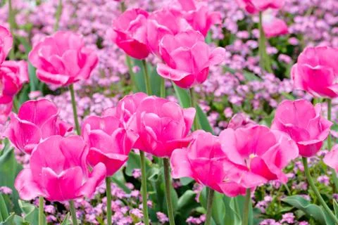 Tulips in a park 写真素材