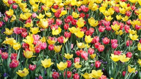 Tulips in the Park. Stock Photos