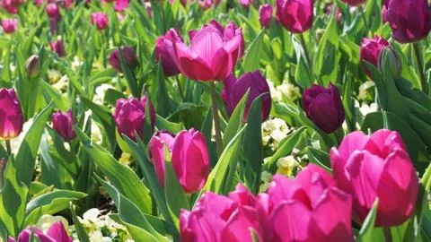 Tulips in the Park. Stock Photos