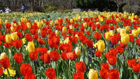 Tulips in the Park. Foto stock