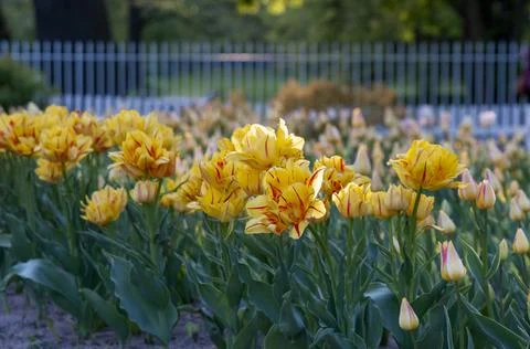 Tulips in the park Stock Photos