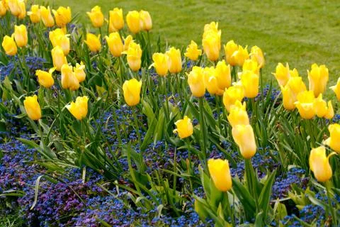 Tulips in a park in spring 写真素材