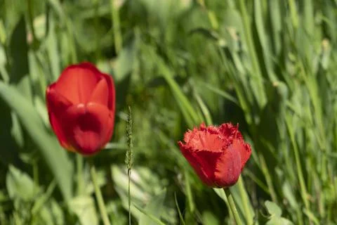 Tulips in Park at Spring Stock Photos