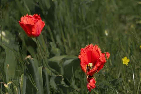 Tulips in Park at Spring Stock Photos