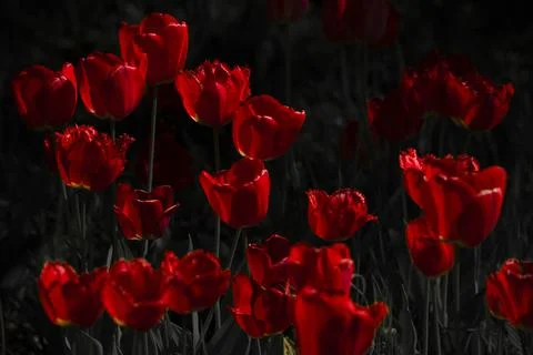 Tulips in Park at Spring Stock Photos