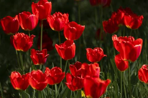 Tulips in Park at Spring Stock Photos
