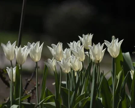 Tulips in Park at Spring Stock Photos