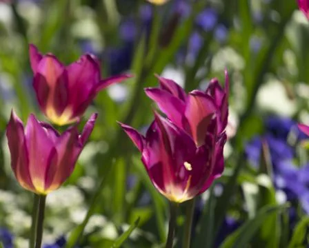 Tulips in Park at Spring Stock Photos