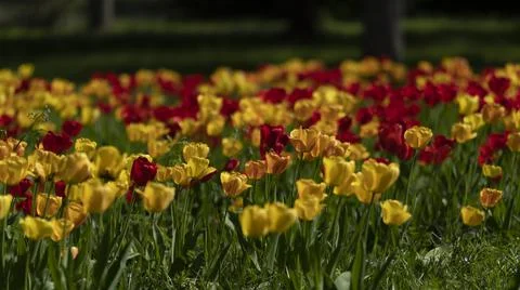 Tulips in Park at Spring Stock Photos