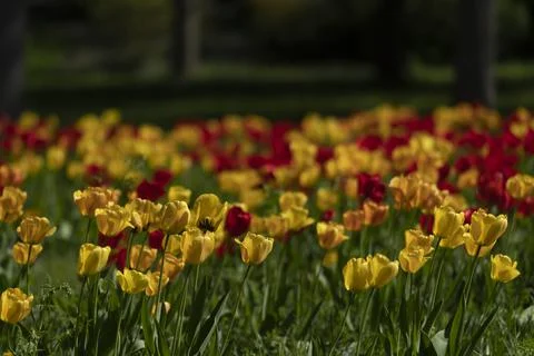 Tulips in Park at Spring Stock Photos