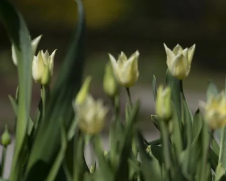 Tulips in Park at Spring Stock Photos