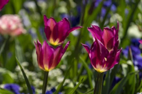 Tulips in Park at Spring Stock Photos