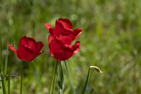 Tulips in Park at Spring Stock Photos