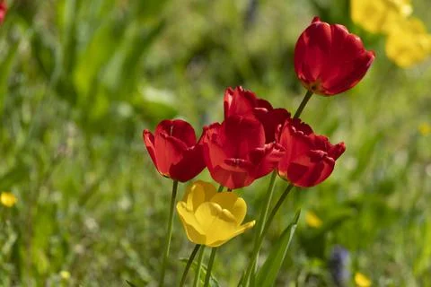 Tulips in Park at Spring Stock Photos