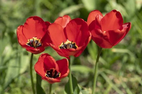 Tulips in Park at Spring Stock Photos