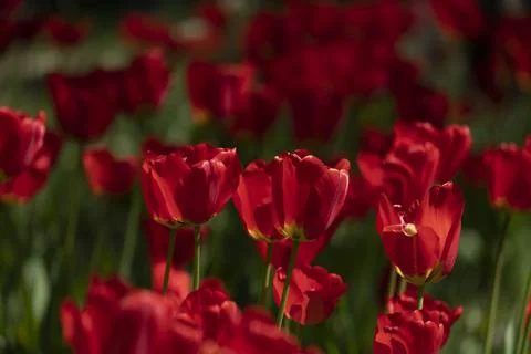 Tulips in Park at Spring Stock Photos