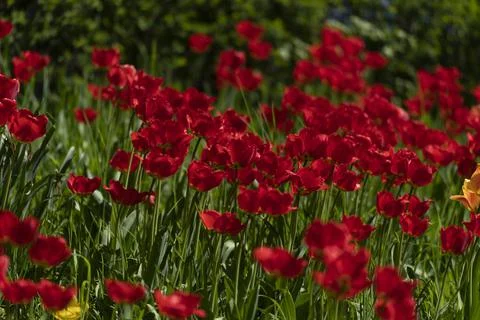 Tulips in Park at Spring Stock Photos