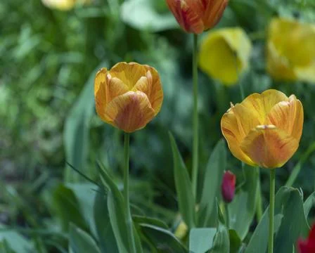 Tulips in Park at Spring Stock Photos